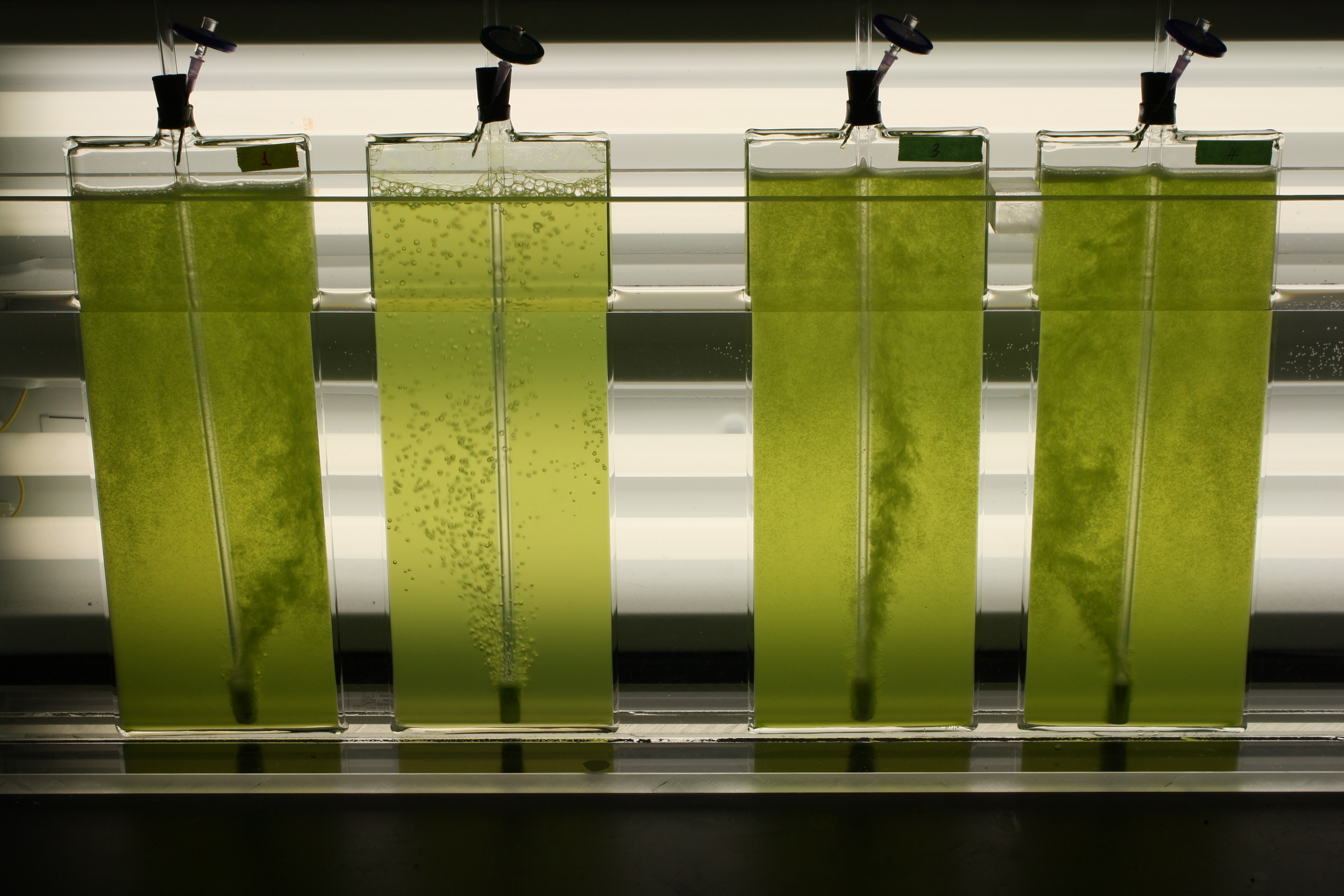 Benchtop photobioreactors optimizing upstream processing