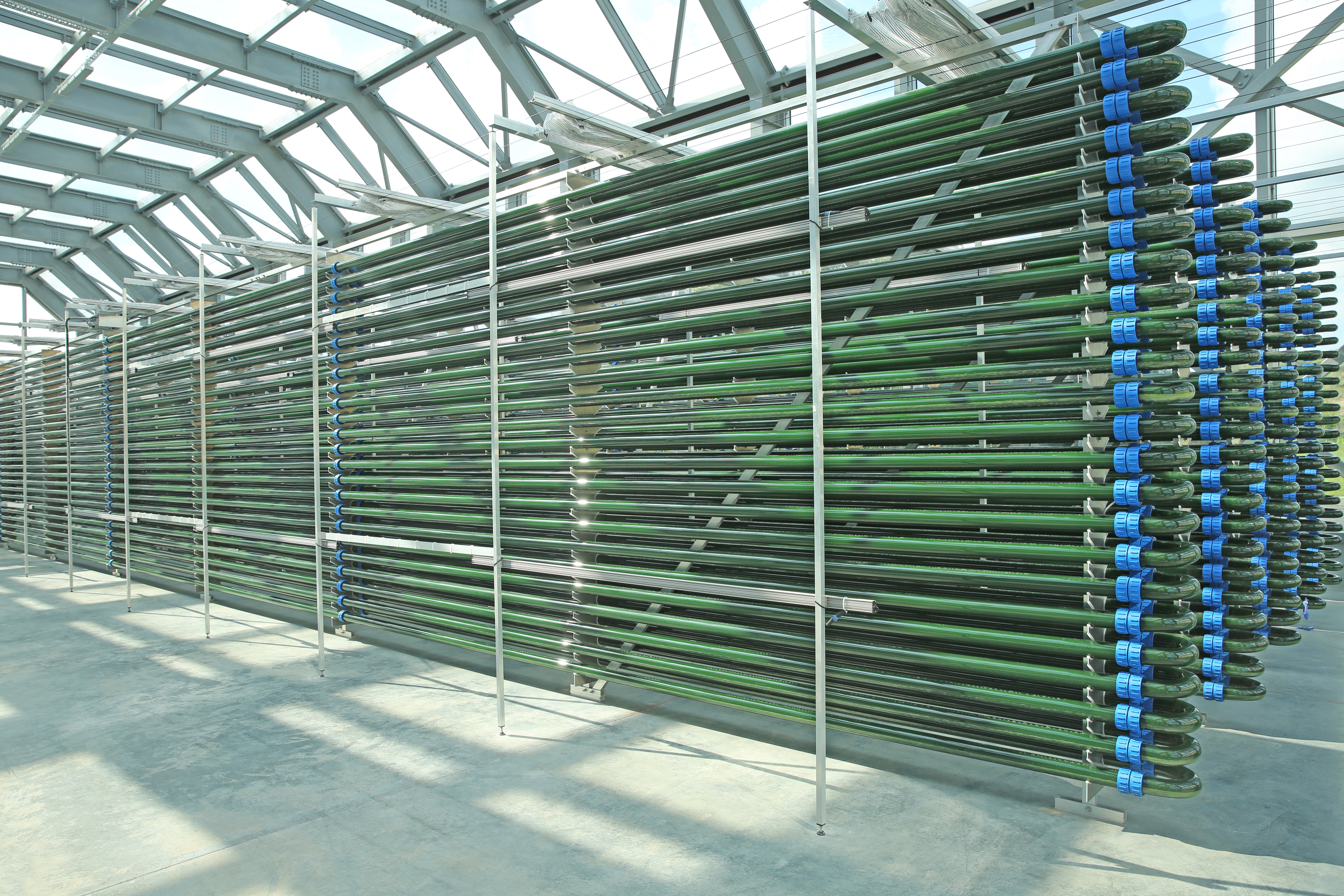 Tubular photobioreactors capturing carbon in a greenhouse