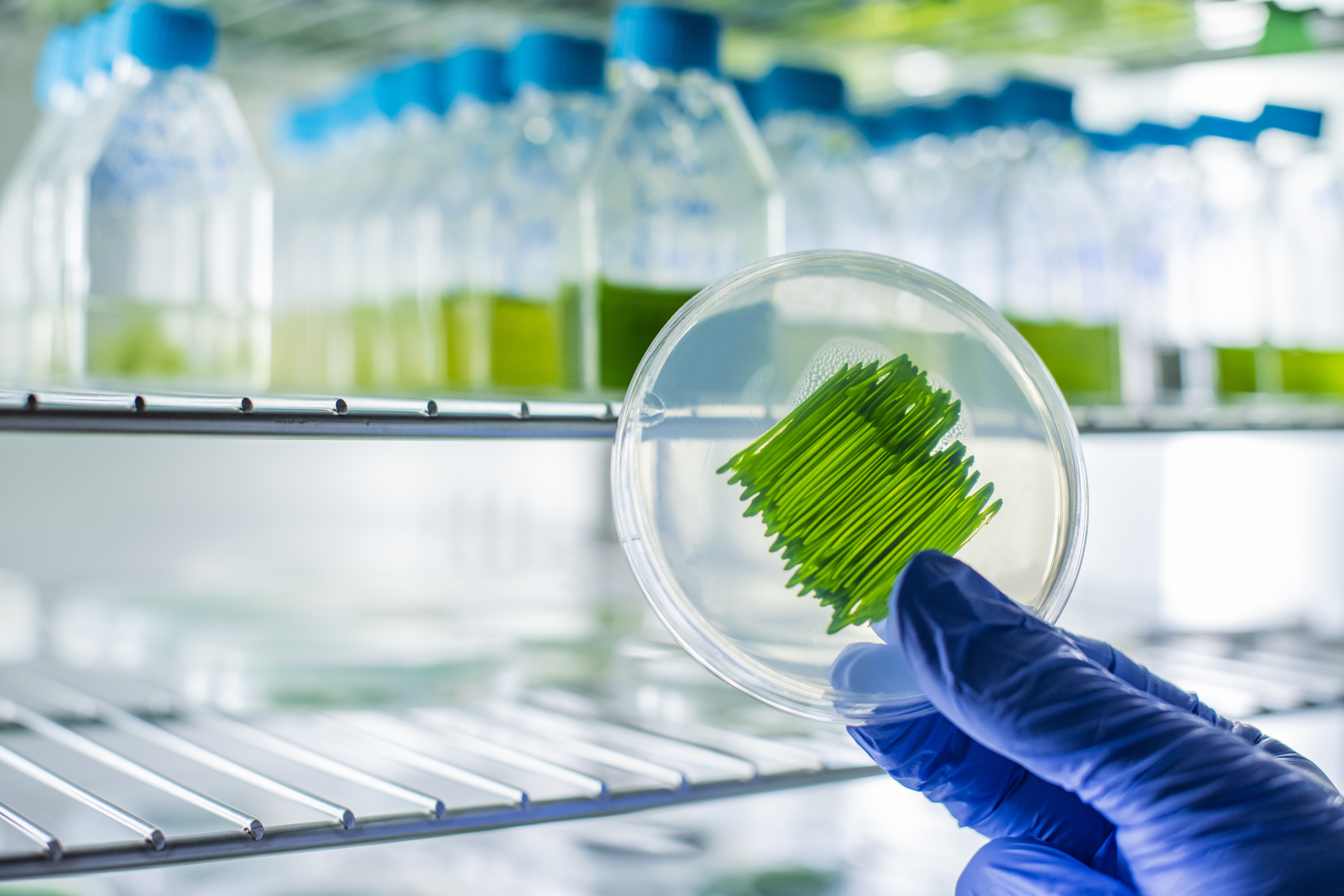 Scientist analyzing microalgae strain on a petri dish